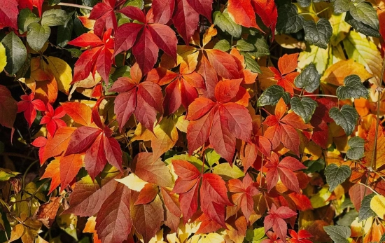 En otoño nuestros jardines cambian el verde por el color teja /PEXELS