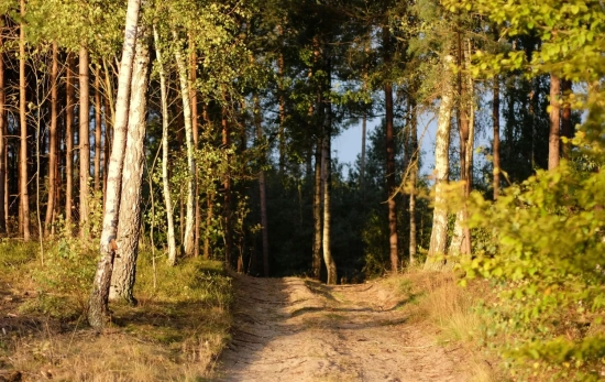 La naturaleza puede mejorar nuestro sistema inmunológico/ PEXELS