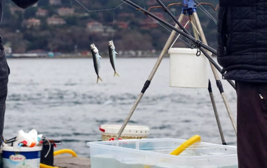 La trucha es el pescado bajo en grasas olvidado en España / PEXELS