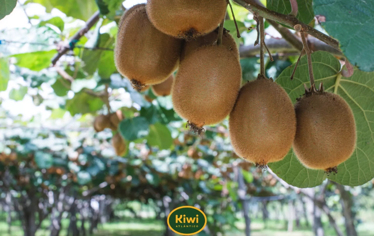 Kiwis cultivados en España / KIWI ATLÁNTICO