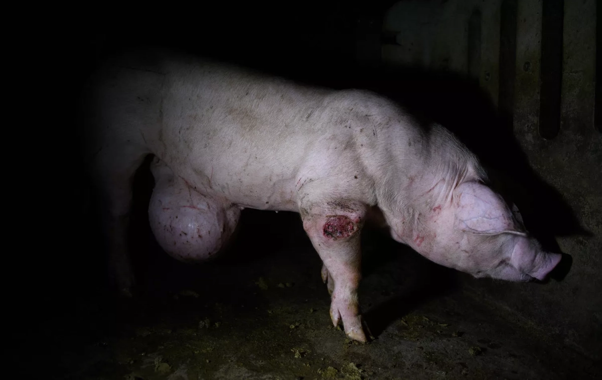 Un cerdo con heridas abiertas y deformaciones en la granja de Huesca / IGUALDAD ANIMAL