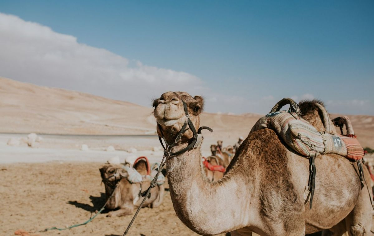 Un camello en el desierto / FREEPIK