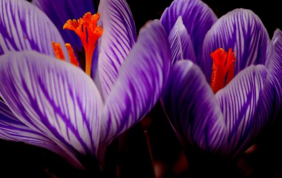 El azafrán se extrae de esta flor y aporta ese característico color naranja de su pistilos en nuestros platos/ PEXELS