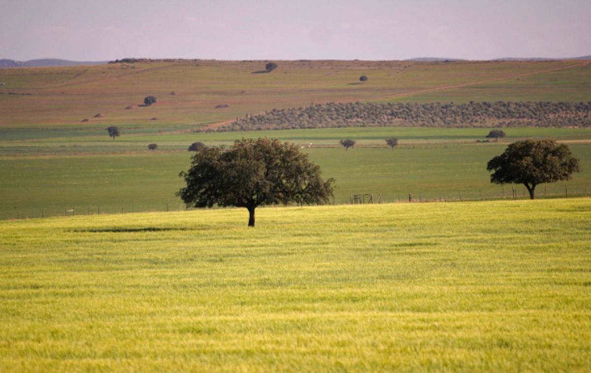 Una vista de la finca / ADIANO