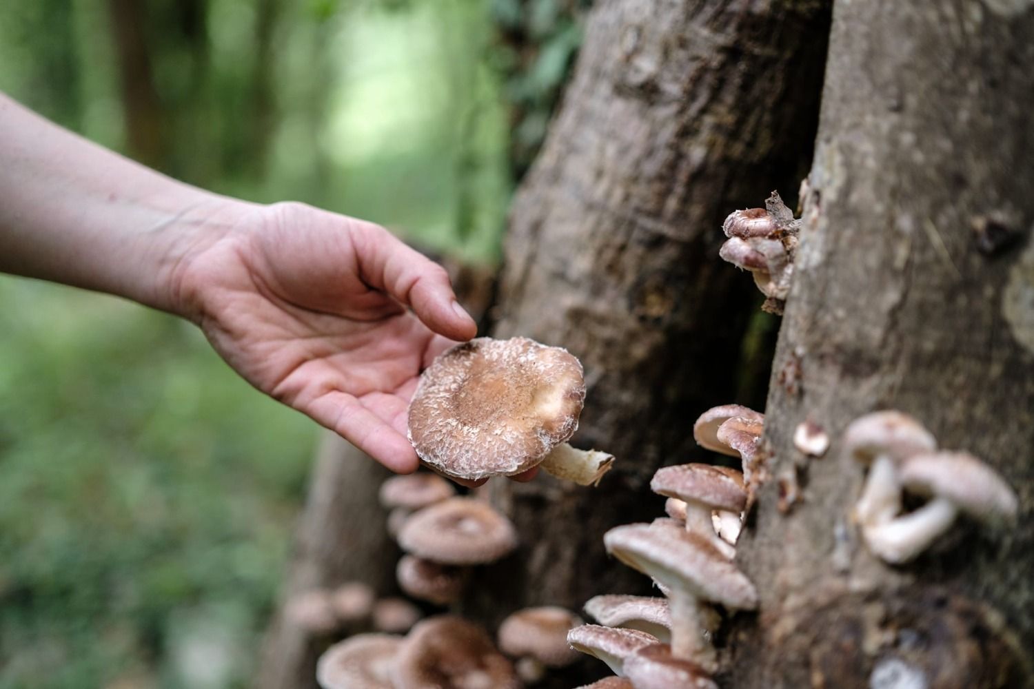 Las setas de Shiit-Astur sobre un tronco de árbol / SHIIT-ASTUR - FACEBOOK