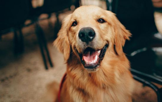 el 45% de lo/as solteros/as están buscando un &quot;tipo Golden Retriever&quot; en 2025: alguien leal, amigable, con energía y lleno de optimismo/ PEXELS