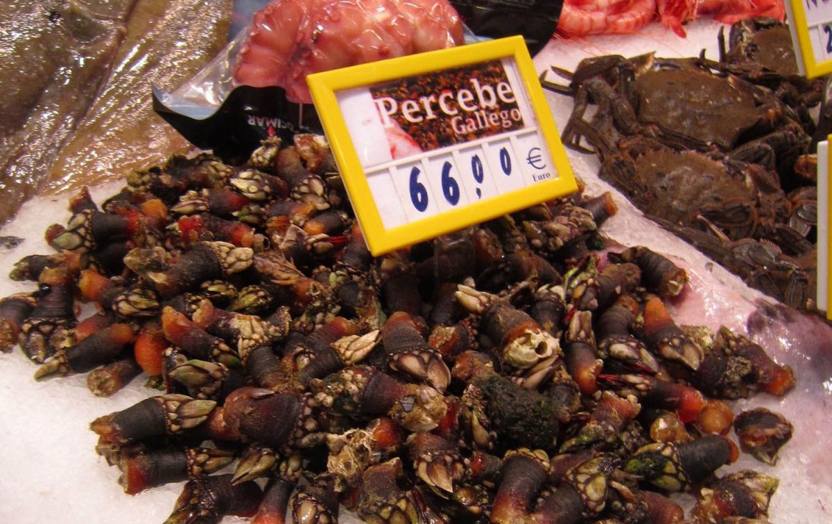 Unos percebes gallegos antes de la reciente subida de precio / FLICKR