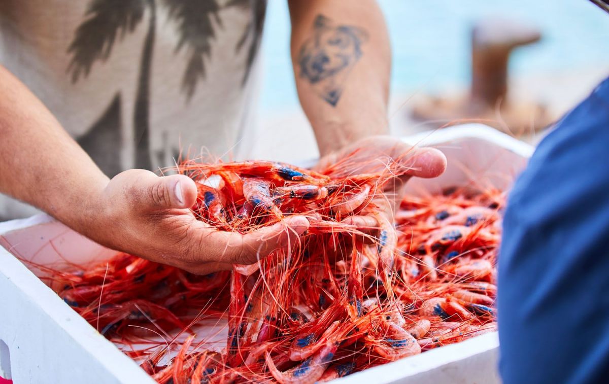 Gamba roja del Mediterráneo / CARBOPESCA