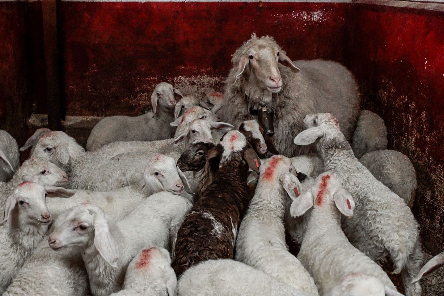 La oveja guía o Judas y una decena de corderos en un matadero / IGUALDAD ANIMAL