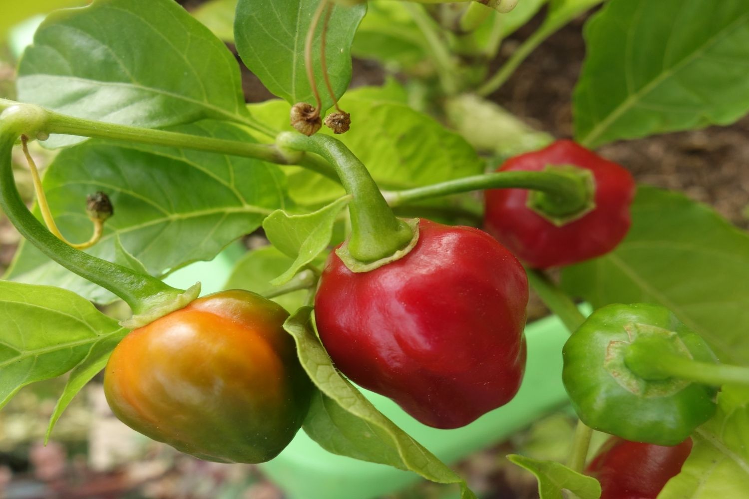 Pimientos habaneros para fabricar salsas picantes / PIXABAY