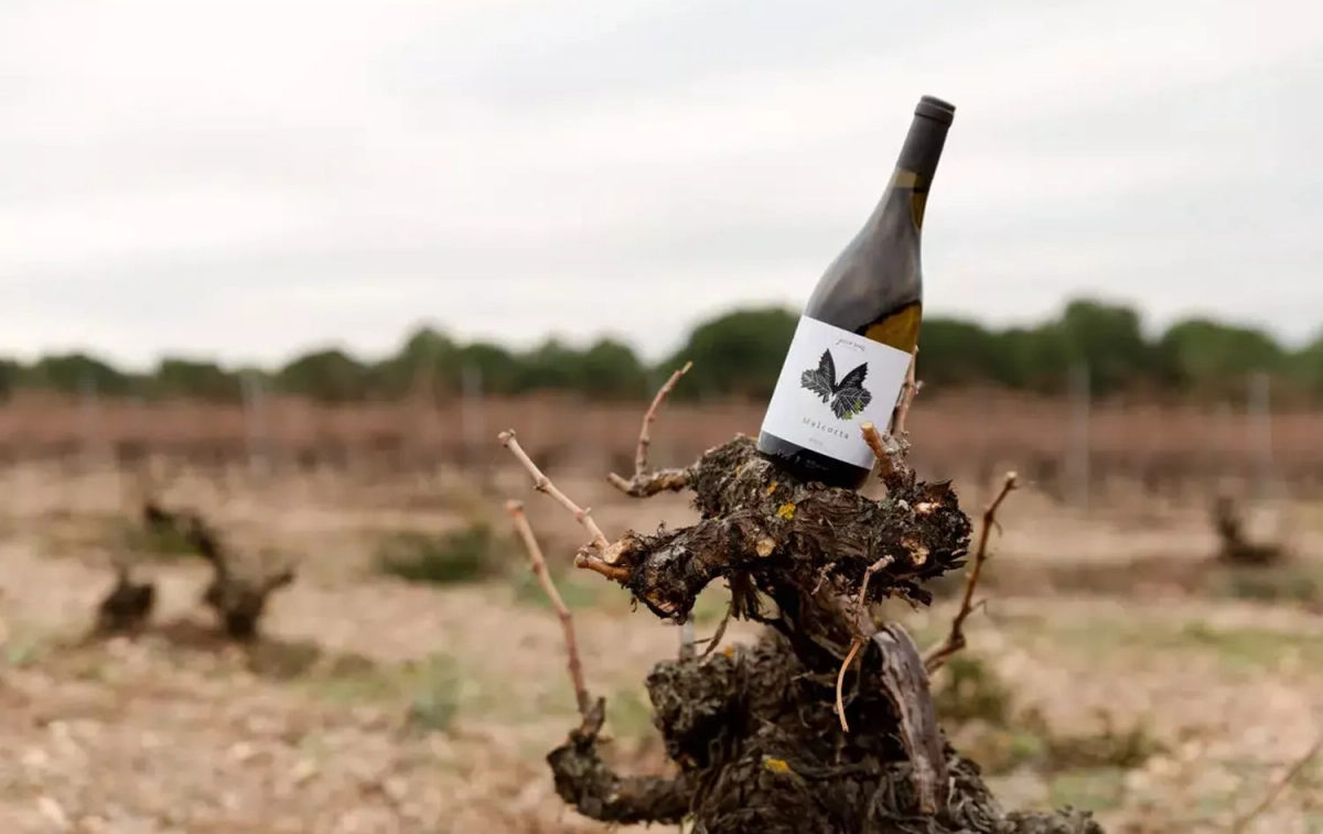 El Malcorta de Javier Sanz / JSV El Malcorta de Javier Sanz / JSV