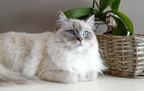 Un gato descansado al lado de una planta que podría ser venenosa para él/ PEXELS Un gato descansado al lado de una planta que podría ser venenosa para él/ PEXELS