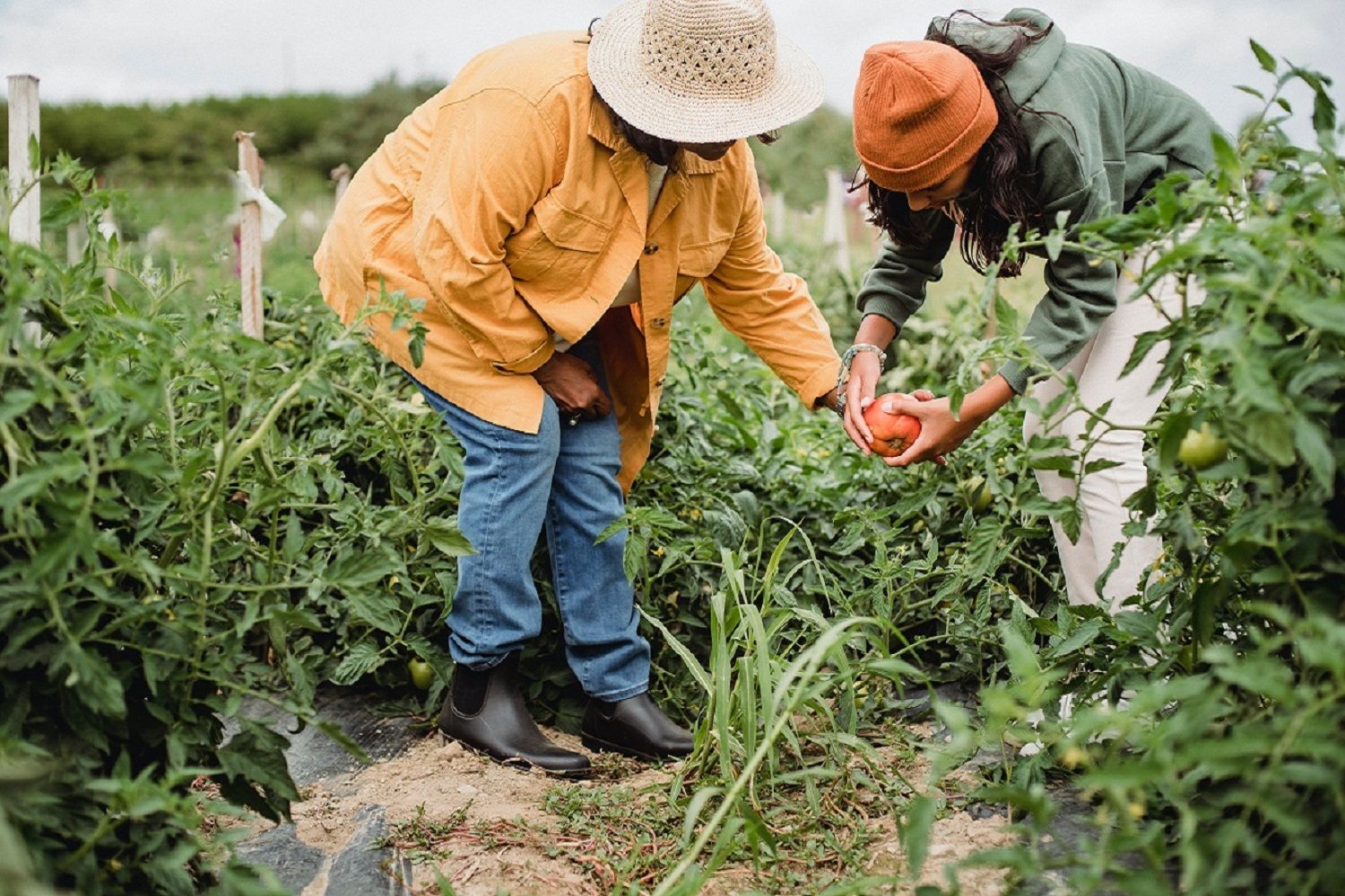 Agricultores cultivando una calabaza para el comercio justo / PEXELS