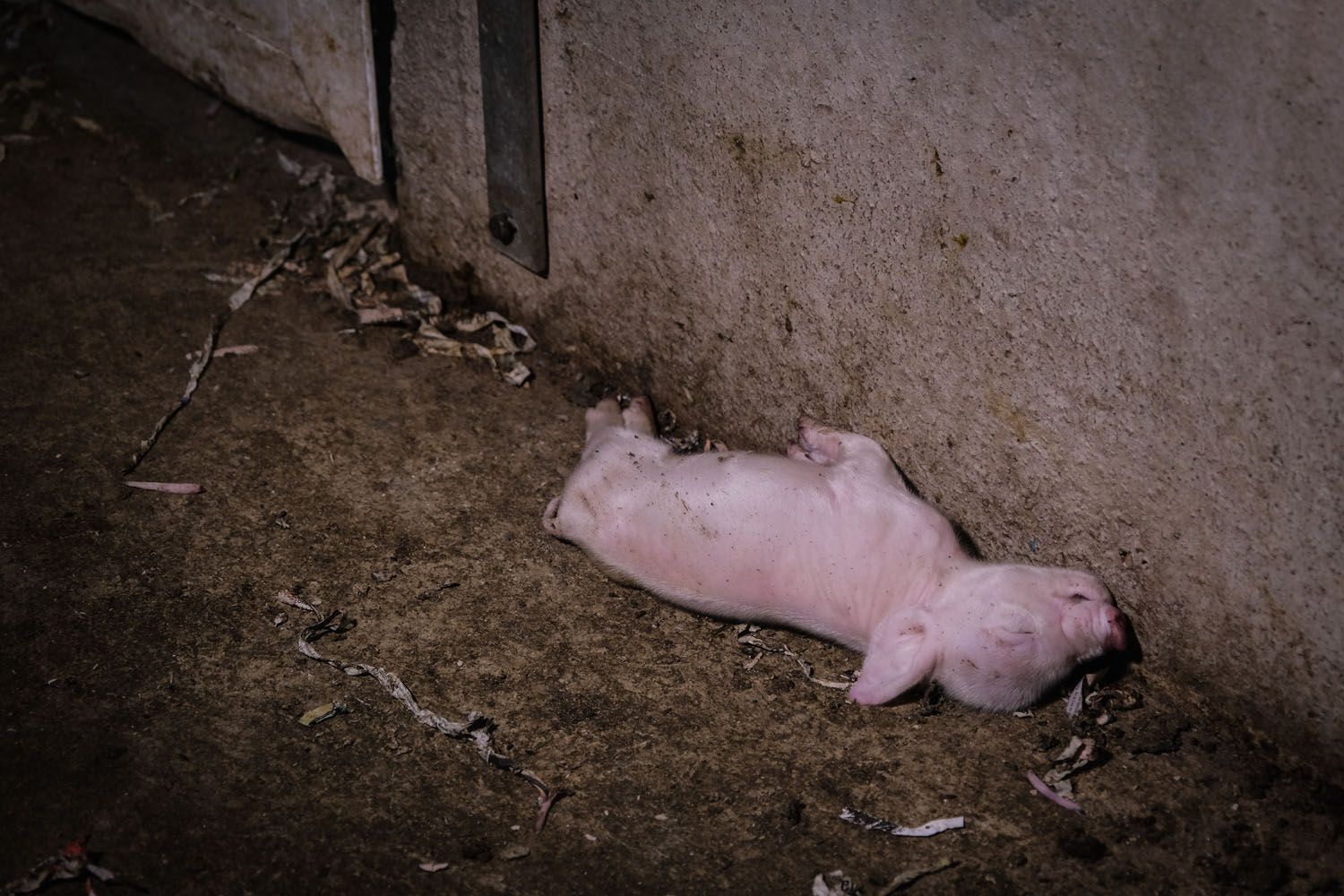 Un cerdo muerto en la macrogranja de Cefusa, filial de El Pozo, en Castilléjar (Granada) / GREENPEACE