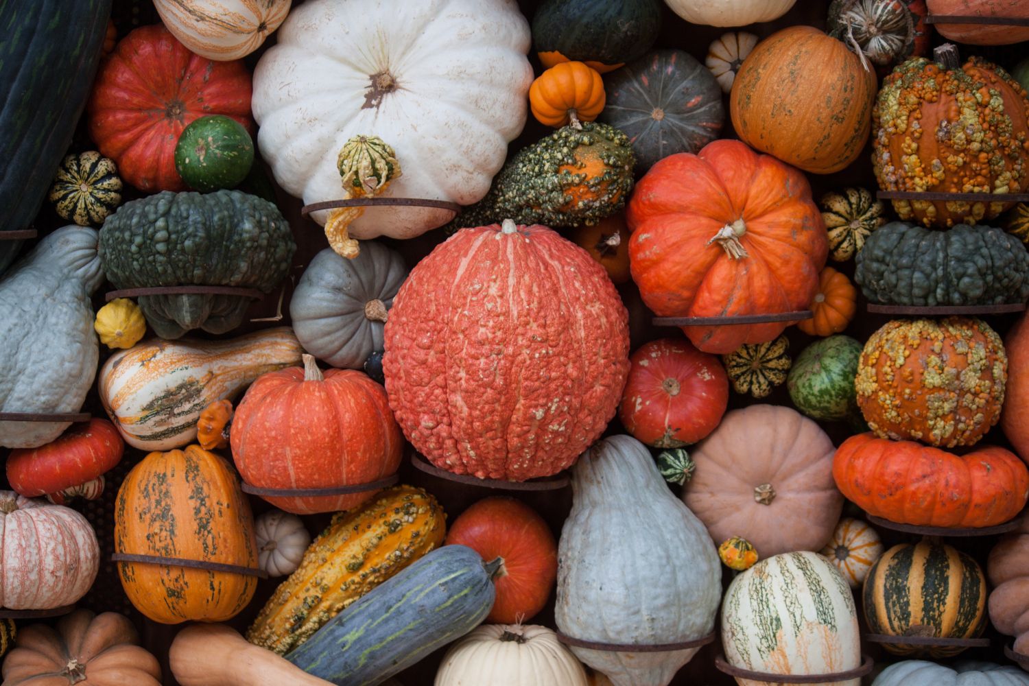 Una amplia gama de variedades de calabaza / PEXELS