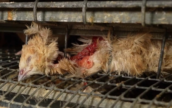 Una codorniz muerta en estado de descomposición / ARDE Una codorniz muerta en estado de descomposición / ARDE