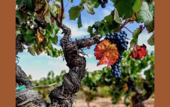 Uva bobal / DENOMINACIÓN DE ORIGEN UTIEL - REQUENA Uva bobal / DENOMINACIÓN DE ORIGEN UTIEL - REQUENA