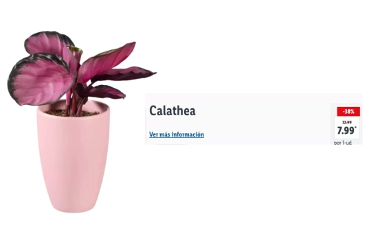 Calathea/ LIDL Calathea/ LIDL