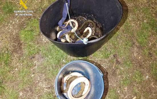 La Guardia Civil interviene ejemplares de anguila europea pescados de manera ilegal en l'Albufera / GUARDIA CIVIL La Guardia Civil interviene ejemplares de anguila europea pescados de manera ilegal en l'Albufera / GUARDIA CIVIL