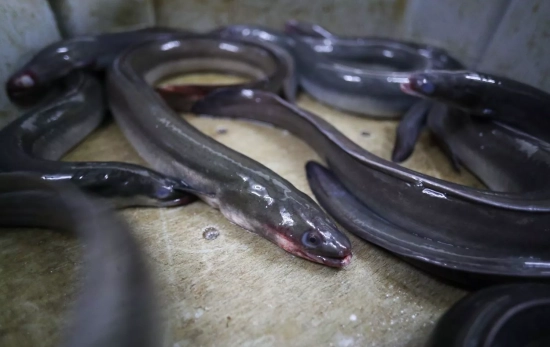 Varias anguilas, en el restaurante Río Loyo, a 20 de febrero de 2026, en Paradela Lugo, Galicia (España) / EP Varias anguilas, en el restaurante Río Loyo, a 20 de febrero de 2026, en Paradela Lugo, Galicia (España) / EP