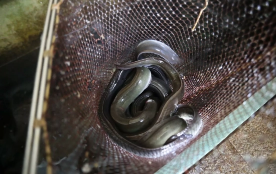 Varias anguilas de piscifactoría / EP Varias anguilas de piscifactoría / EP