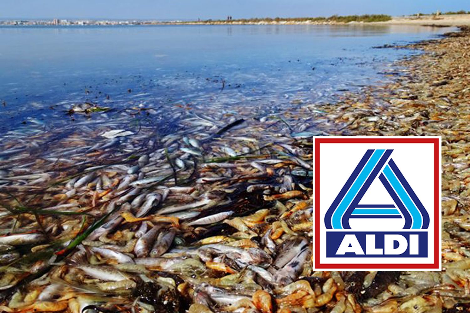 El Mar Menor con los peces muertes en las orillas y el logo del supermercado Aldi / CG - ANSE