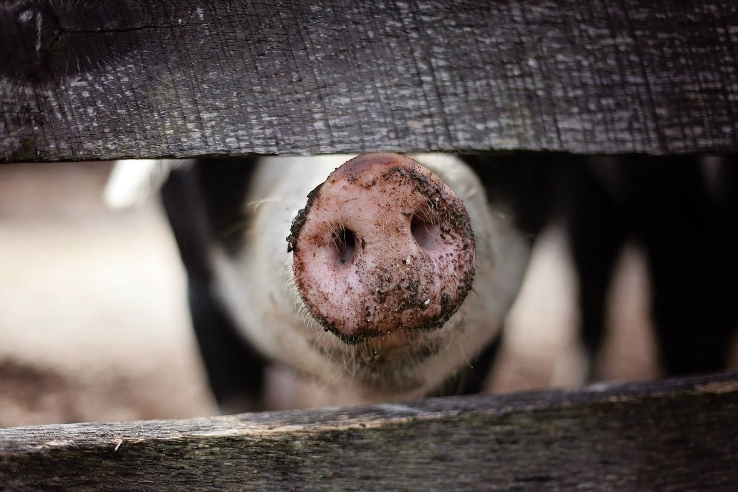 Un cerdo dentro de una zona vallada en una de las macrogranjas / PIXABAY