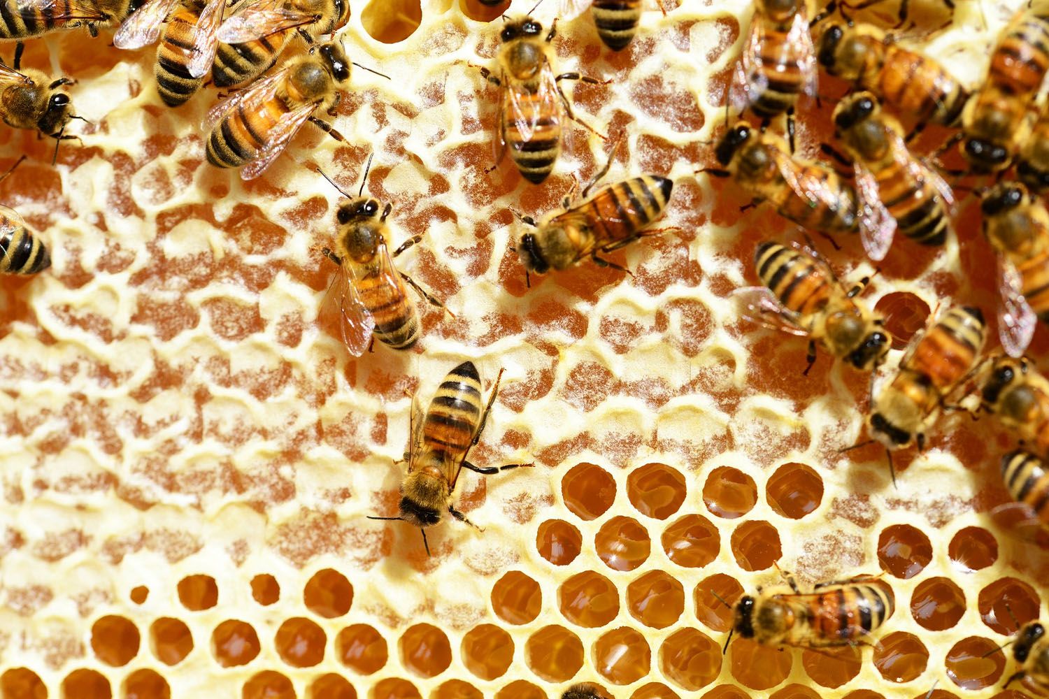 Unas abejas obreras segregan jalea real en una colmena / PIXABAY