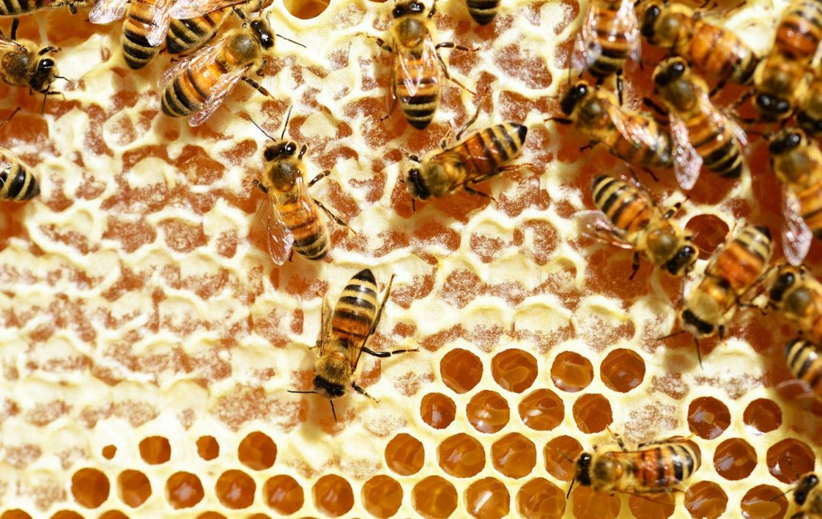 Unas abejas obreras segregan jalea real en una colmena / PIXABAY