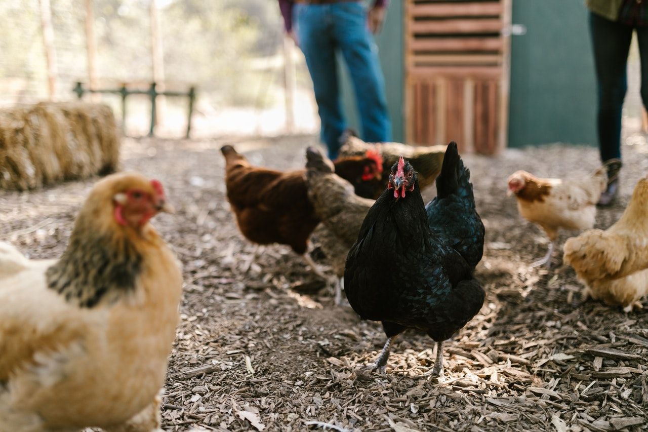 Varios pollos en una granja / PEXELS