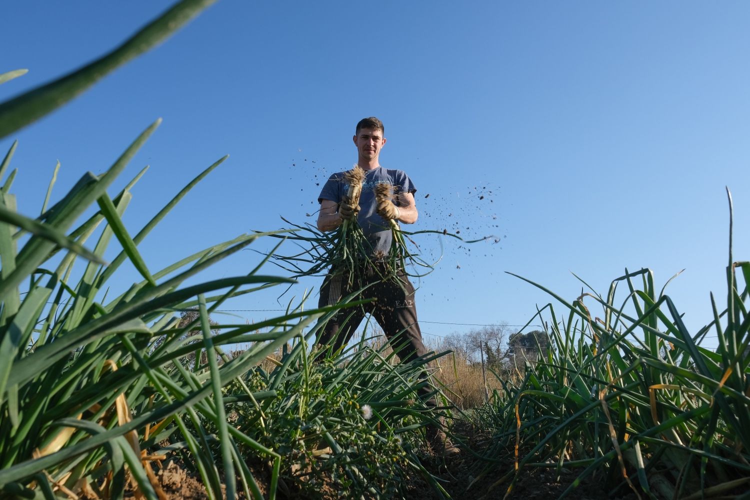 Un agricultor que recoge los calçots / EP