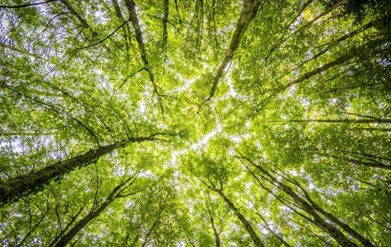 Árboles en un bosque / PEXELS